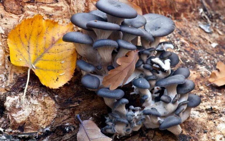 Blue Oyster Mushrooms