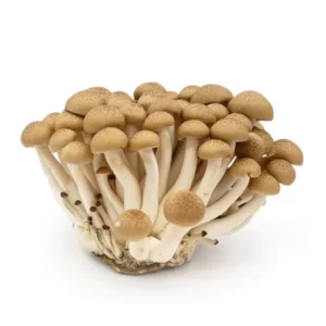 Shimeji Mushrooms