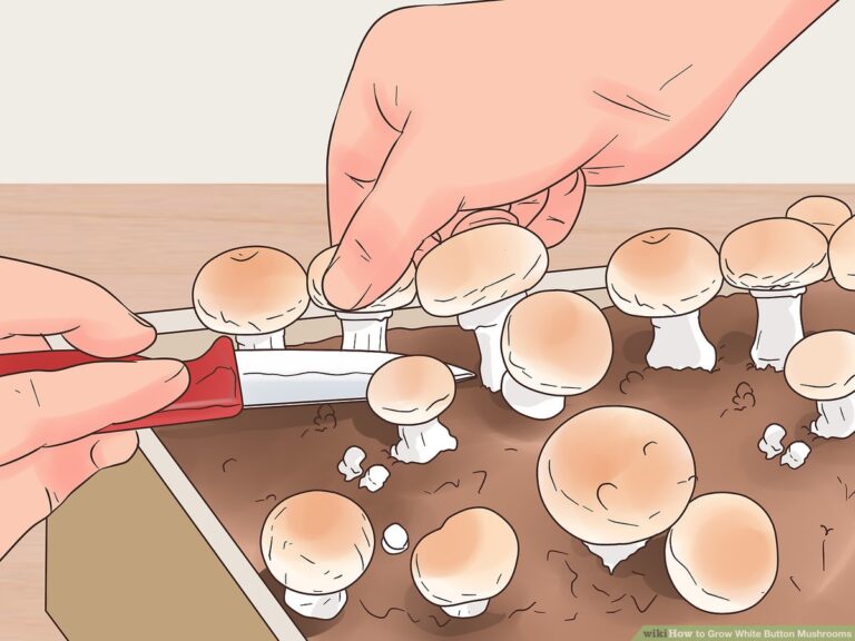 Grow white button mushrooms