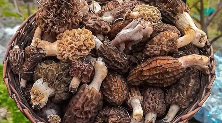 Morel Mushrooms