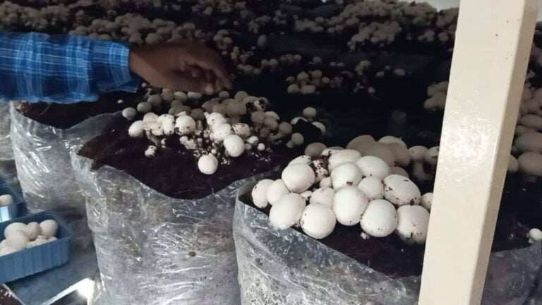 White Button Mushroom Production