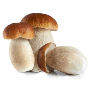 Porcini Mushrooms