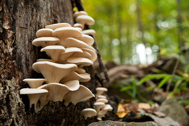 White Oyster Mushrooms