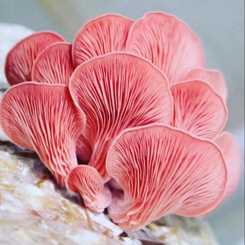 pink-oyster-mushroom