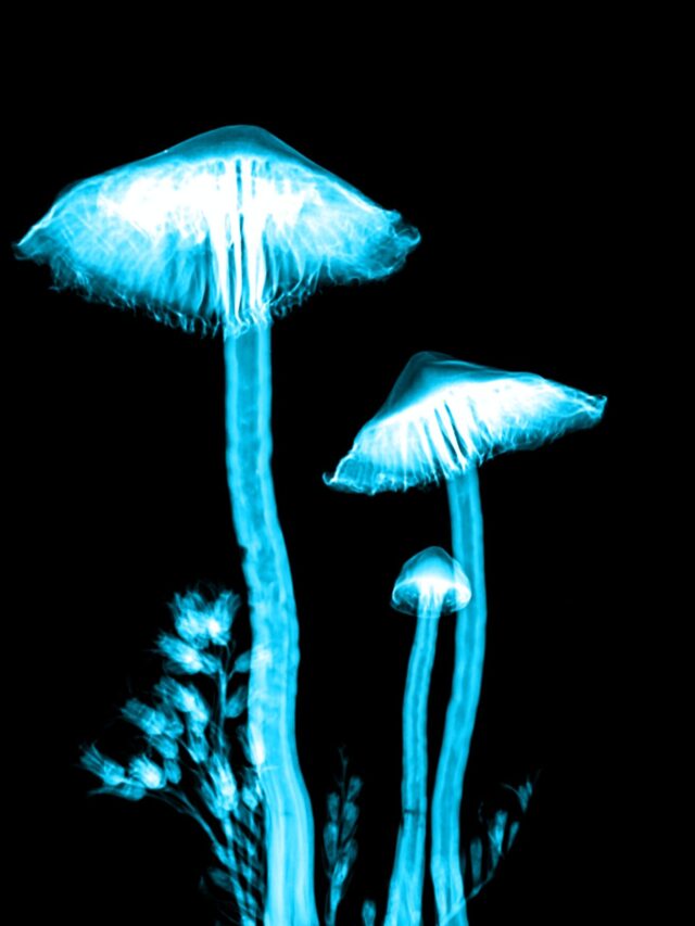 Read more about the article Magic Mushrooms and FAQ Guide