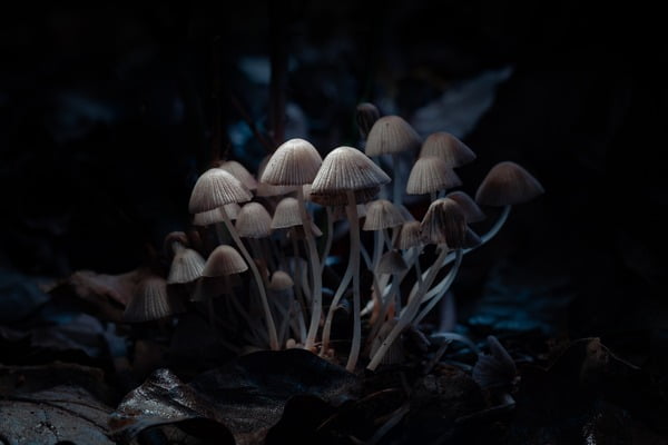 magic mushrooms