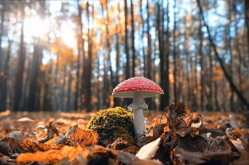 mushrooms ecosystem