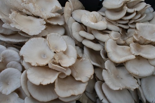 Oyster Mushroom health benefits