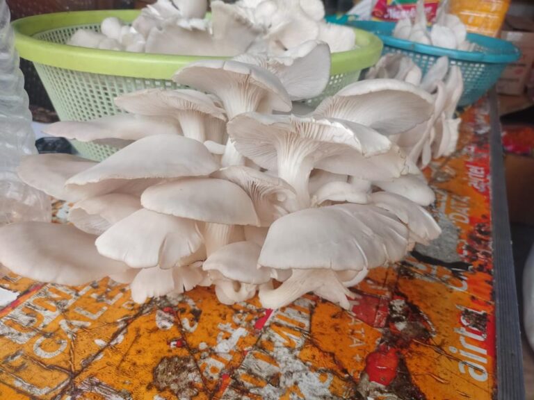 Oyster mushrooms