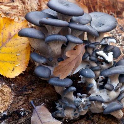 Blue Oyster Mushrooms