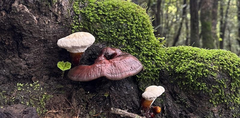 Mushrooms hunting palampur