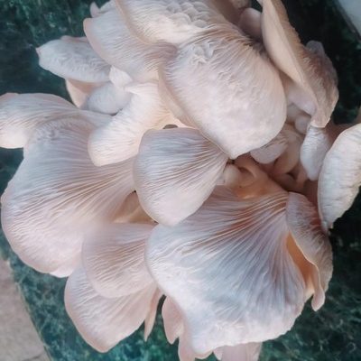 Oyster mushrooms