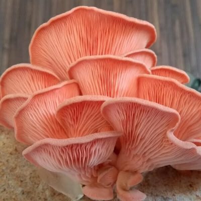 Oyster Mushroom (Pleurotus Ostreatus)