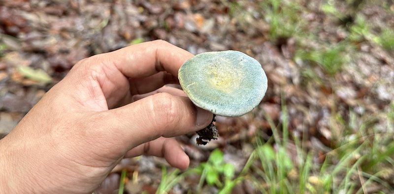 forest mushroom