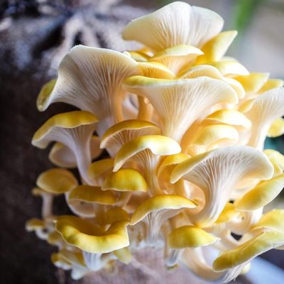 Golden Oyster Mushrooms